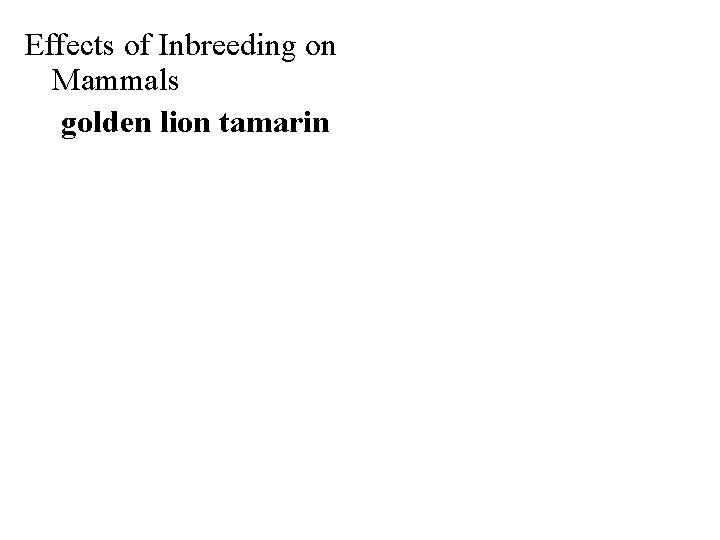 Effects of Inbreeding on Mammals golden lion tamarin 