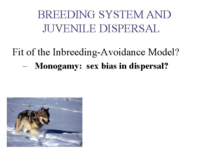 BREEDING SYSTEM AND JUVENILE DISPERSAL Fit of the Inbreeding-Avoidance Model? – Monogamy: sex bias