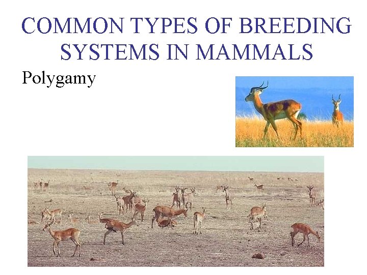 COMMON TYPES OF BREEDING SYSTEMS IN MAMMALS Polygamy 