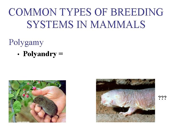 COMMON TYPES OF BREEDING SYSTEMS IN MAMMALS Polygamy • Polyandry = ? ? ?