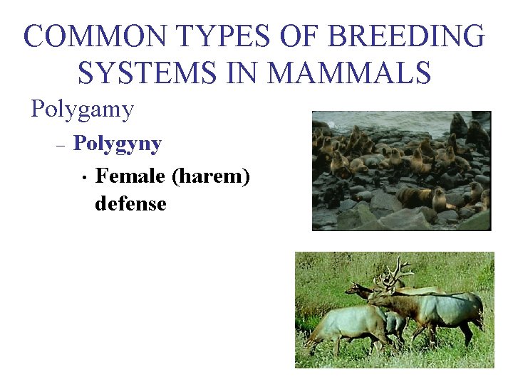 COMMON TYPES OF BREEDING SYSTEMS IN MAMMALS Polygamy – Polygyny • Female (harem) defense