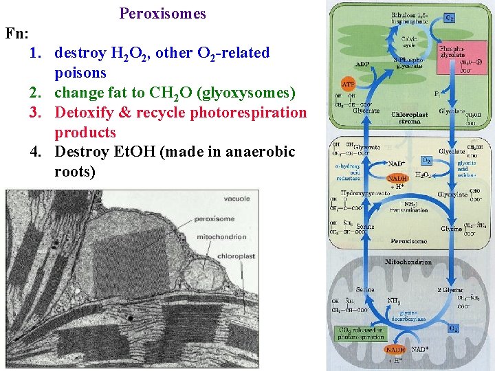 Peroxisomes Fn: 1. destroy H 2 O 2, other O 2 -related poisons 2.