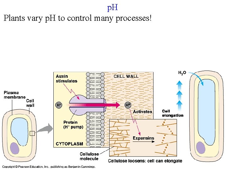 p. H Plants vary p. H to control many processes! 