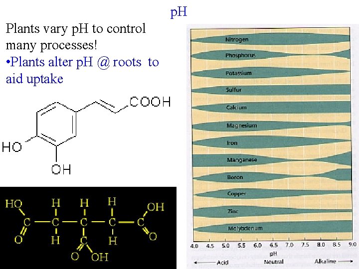 p. H Plants vary p. H to control many processes! • Plants alter p.