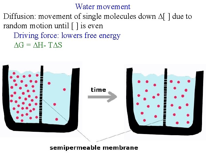 Water movement Diffusion: movement of single molecules down ∆[ ] due to random motion