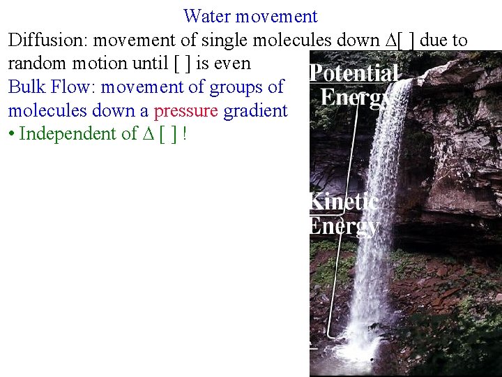 Water movement Diffusion: movement of single molecules down ∆[ ] due to random motion