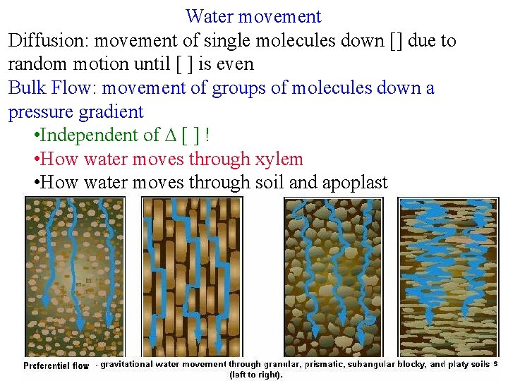 Water movement Diffusion: movement of single molecules down [] due to random motion until