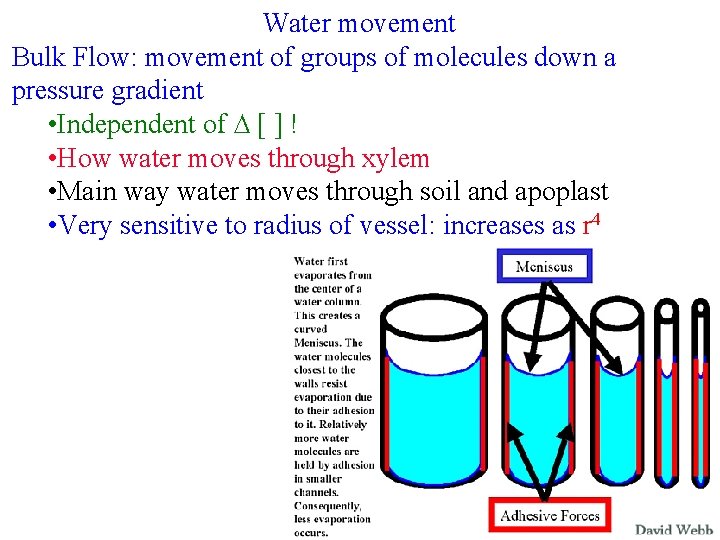 Water movement Bulk Flow: movement of groups of molecules down a pressure gradient •