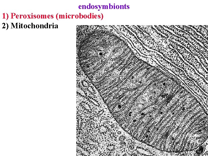 endosymbionts 1) Peroxisomes (microbodies) 2) Mitochondria 