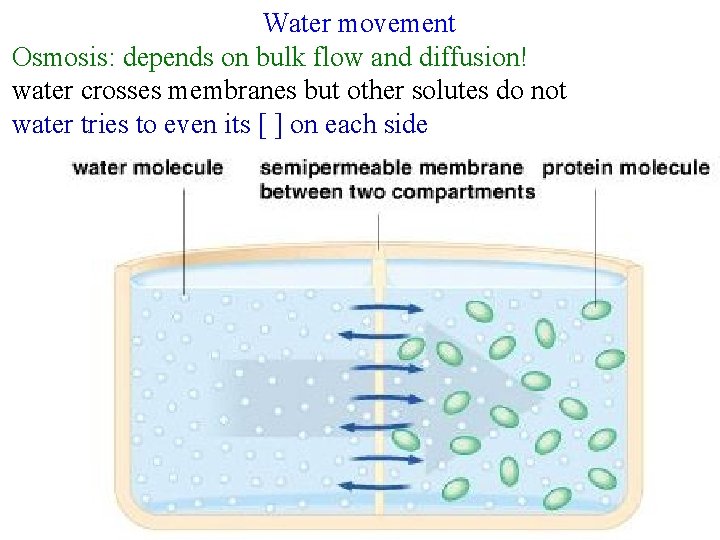 Water movement Osmosis: depends on bulk flow and diffusion! water crosses membranes but other