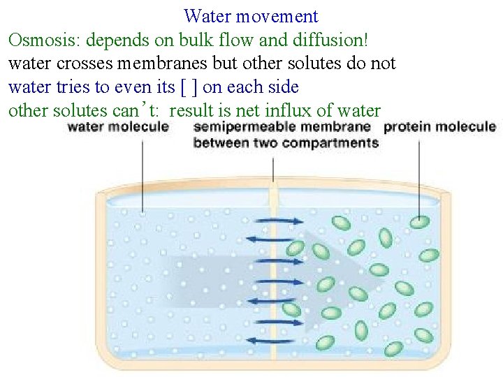 Water movement Osmosis: depends on bulk flow and diffusion! water crosses membranes but other