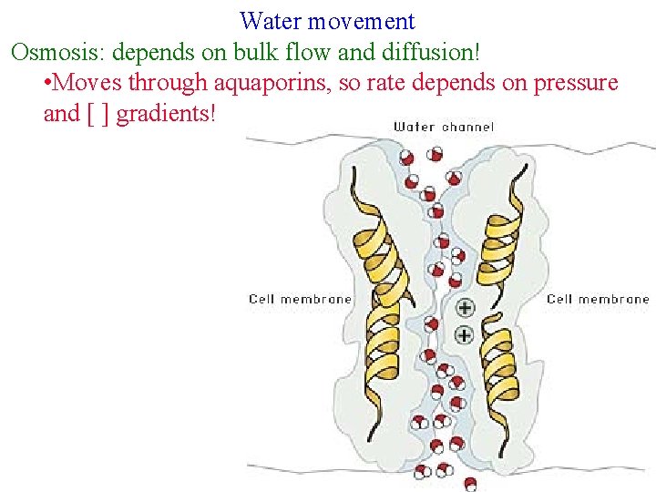 Water movement Osmosis: depends on bulk flow and diffusion! • Moves through aquaporins, so