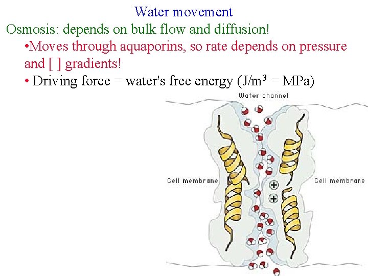 Water movement Osmosis: depends on bulk flow and diffusion! • Moves through aquaporins, so