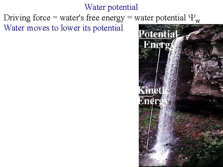Water potential Driving force = water's free energy = water potential Yw Water moves