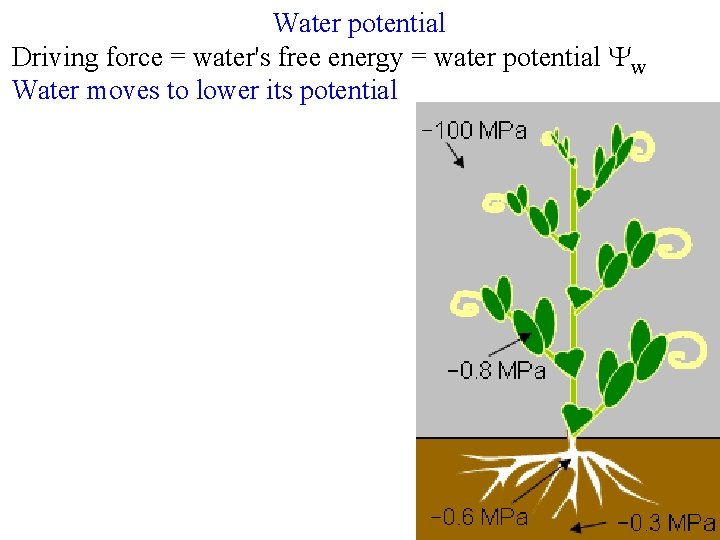 Water potential Driving force = water's free energy = water potential Yw Water moves