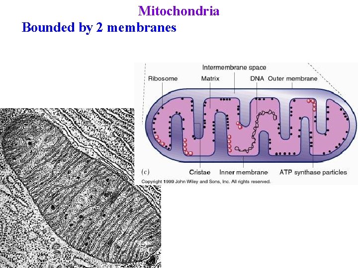 Mitochondria Bounded by 2 membranes 
