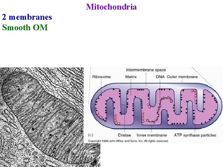 Mitochondria 2 membranes Smooth OM 