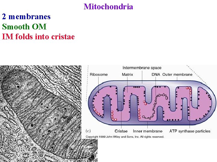 Mitochondria 2 membranes Smooth OM IM folds into cristae 