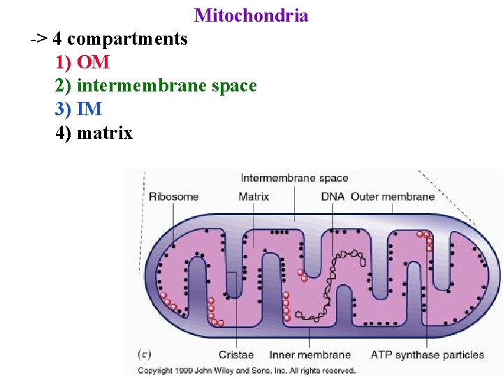Mitochondria -> 4 compartments 1) OM 2) intermembrane space 3) IM 4) matrix 