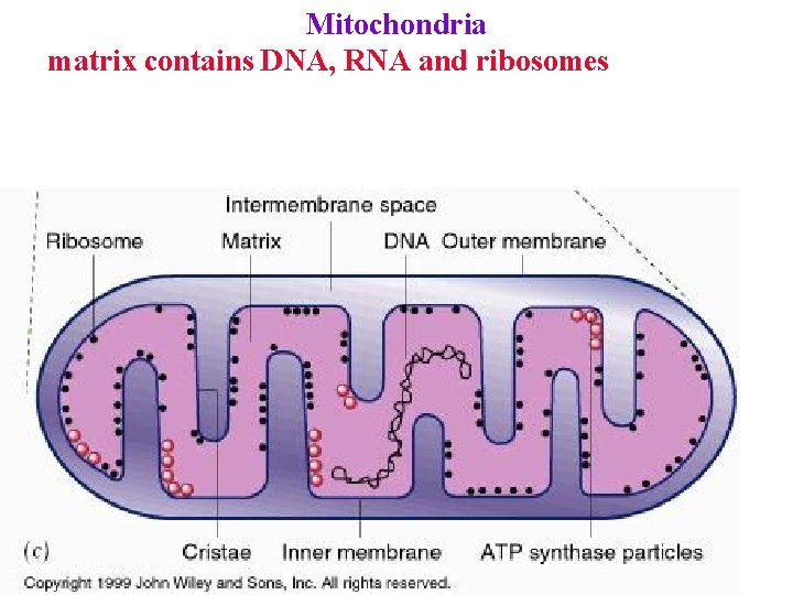 Mitochondria matrix contains DNA, RNA and ribosomes 