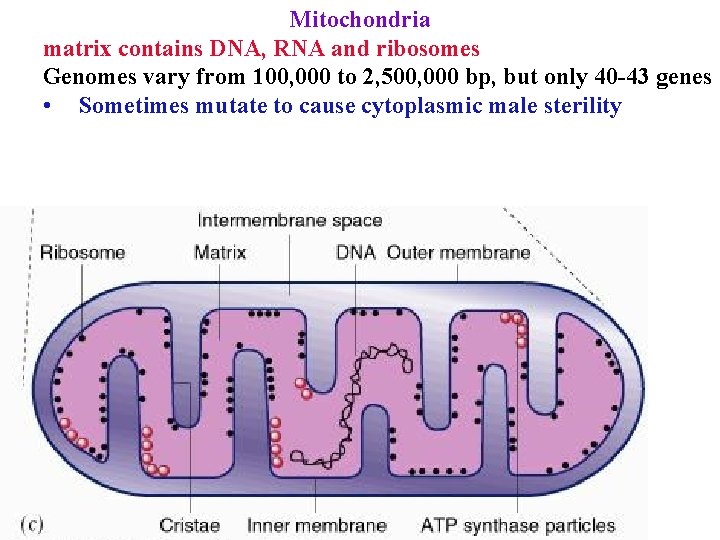 Mitochondria matrix contains DNA, RNA and ribosomes Genomes vary from 100, 000 to 2,