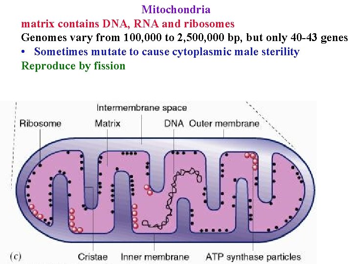 Mitochondria matrix contains DNA, RNA and ribosomes Genomes vary from 100, 000 to 2,
