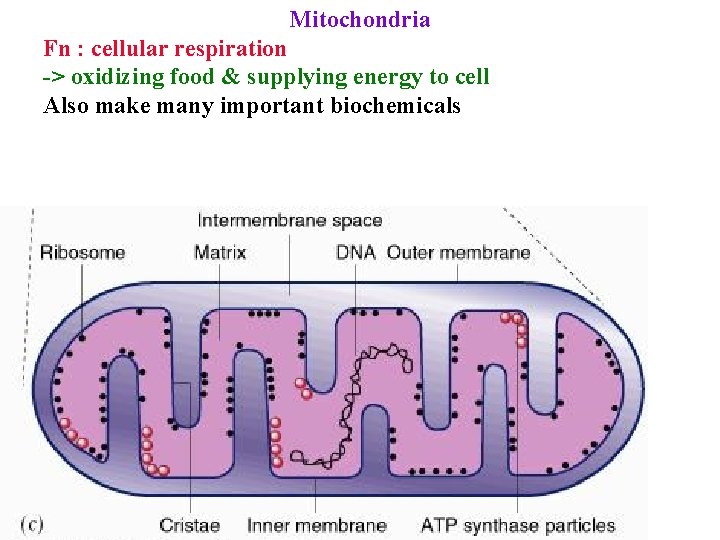 Mitochondria Fn : cellular respiration -> oxidizing food & supplying energy to cell Also
