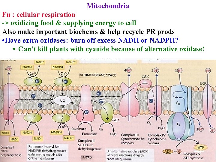 Mitochondria Fn : cellular respiration -> oxidizing food & supplying energy to cell Also