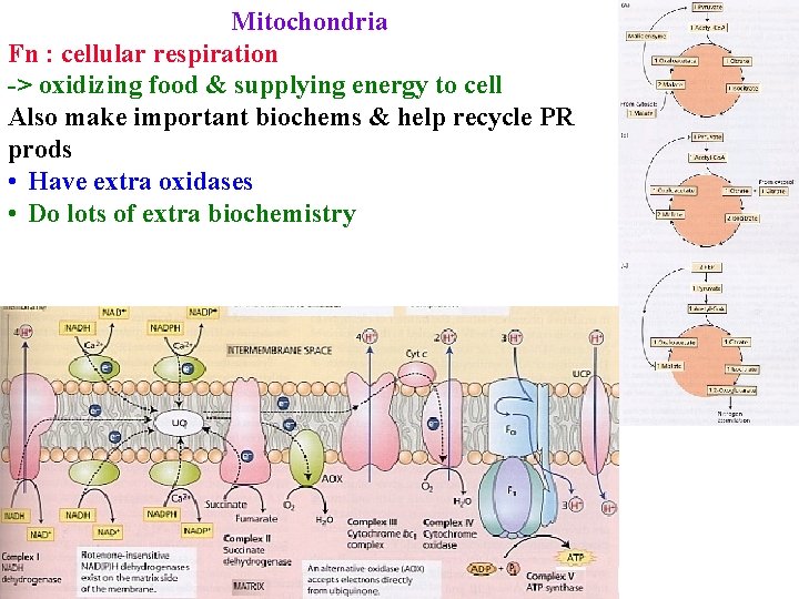 Mitochondria Fn : cellular respiration -> oxidizing food & supplying energy to cell Also