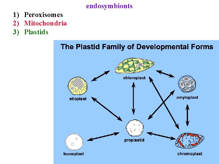 endosymbionts 1) Peroxisomes 2) Mitochondria 3) Plastids 