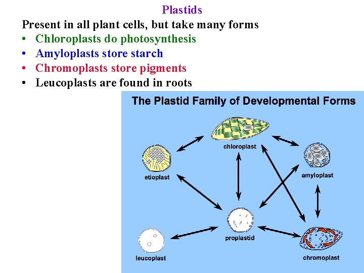 Plastids Present in all plant cells, but take many forms • Chloroplasts do photosynthesis