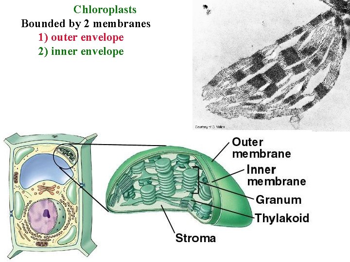 Chloroplasts Bounded by 2 membranes 1) outer envelope 2) inner envelope 