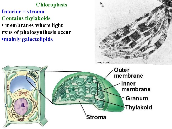 Chloroplasts Interior = stroma Contains thylakoids • membranes where light rxns of photosynthesis occur