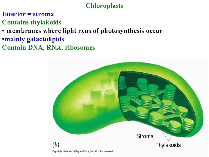 Chloroplasts Interior = stroma Contains thylakoids • membranes where light rxns of photosynthesis occur