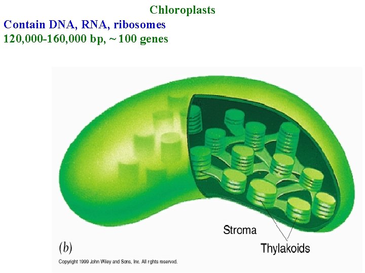 Chloroplasts Contain DNA, RNA, ribosomes 120, 000 -160, 000 bp, ~ 100 genes 