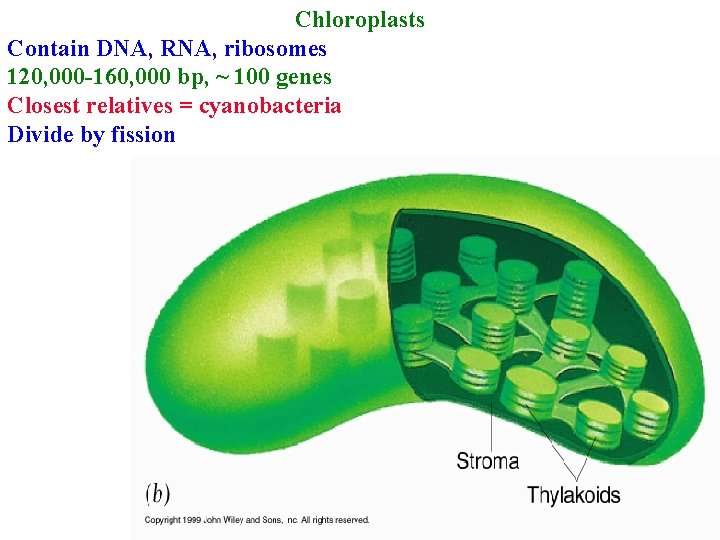 Chloroplasts Contain DNA, RNA, ribosomes 120, 000 -160, 000 bp, ~ 100 genes Closest