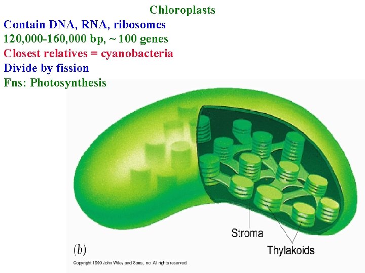 Chloroplasts Contain DNA, RNA, ribosomes 120, 000 -160, 000 bp, ~ 100 genes Closest