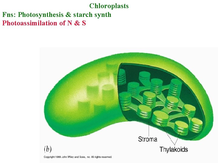 Chloroplasts Fns: Photosynthesis & starch synth Photoassimilation of N & S 