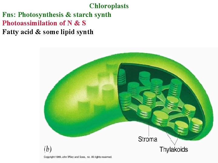 Chloroplasts Fns: Photosynthesis & starch synth Photoassimilation of N & S Fatty acid &