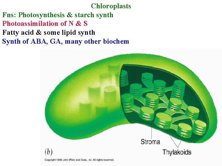 Chloroplasts Fns: Photosynthesis & starch synth Photoassimilation of N & S Fatty acid &