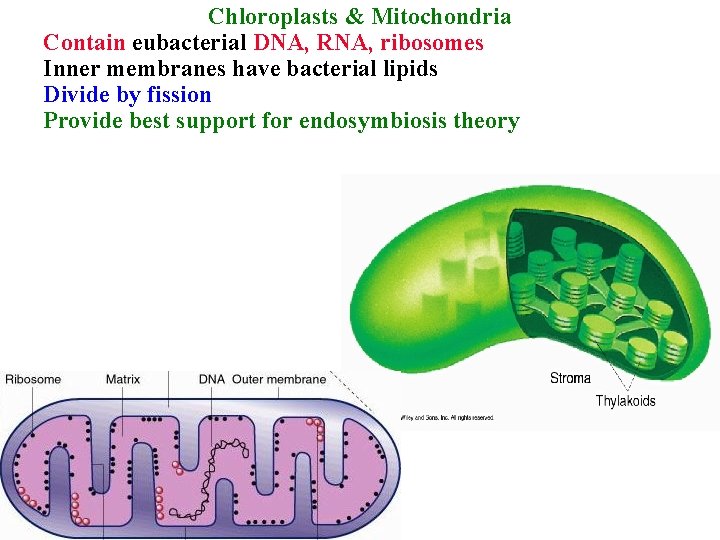 Chloroplasts & Mitochondria Contain eubacterial DNA, RNA, ribosomes Inner membranes have bacterial lipids Divide