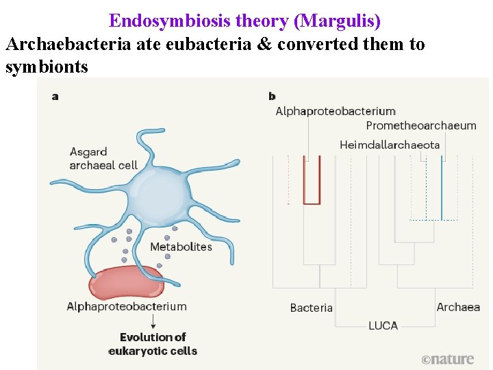 Endosymbiosis theory (Margulis) Archaebacteria ate eubacteria & converted them to symbionts 