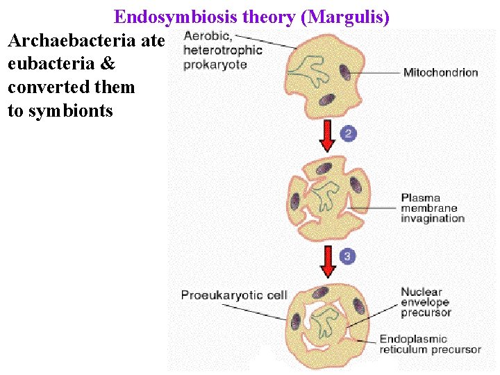 Endosymbiosis theory (Margulis) Archaebacteria ate eubacteria & converted them to symbionts 