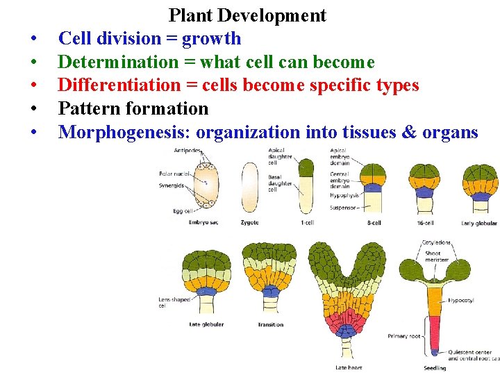  • • • Plant Development Cell division = growth Determination = what cell