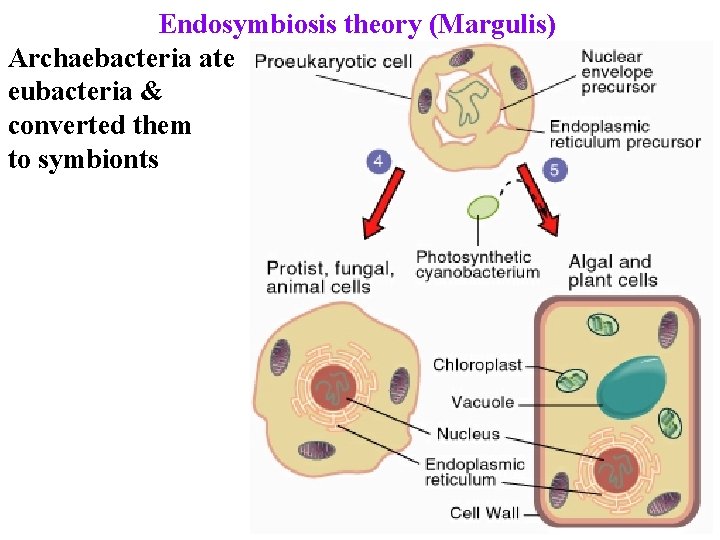 Endosymbiosis theory (Margulis) Archaebacteria ate eubacteria & converted them to symbionts 
