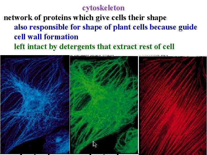 cytoskeleton network of proteins which give cells their shape also responsible for shape of