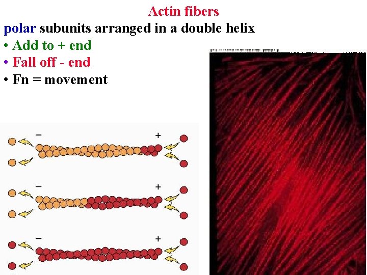 Actin fibers polar subunits arranged in a double helix • Add to + end