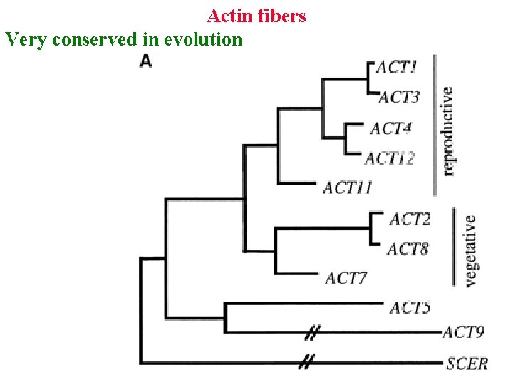 Actin fibers Very conserved in evolution 