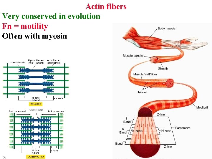 Actin fibers Very conserved in evolution Fn = motility Often with myosin 