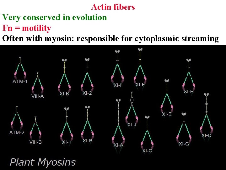 Actin fibers Very conserved in evolution Fn = motility Often with myosin: responsible for